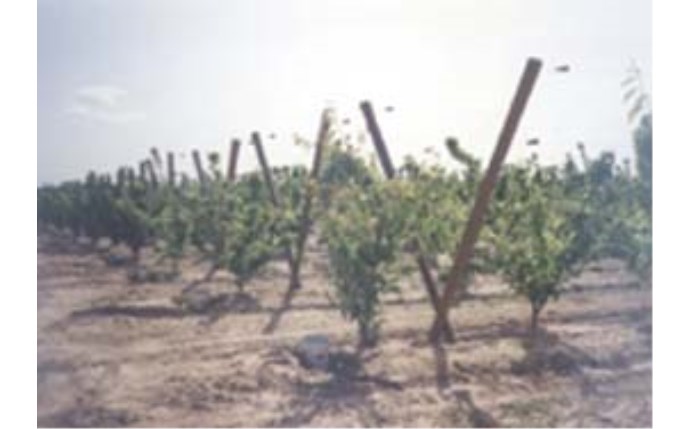 pnx-53-1003.jpg