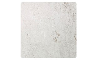 SEG-37-1210.png